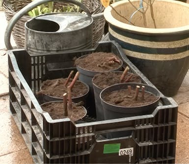 Nupullisten perennojen jakaminen Nupullisten perennojen jakaminen